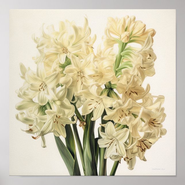 Cream Hyacinth Flower Art Poster (Frente)