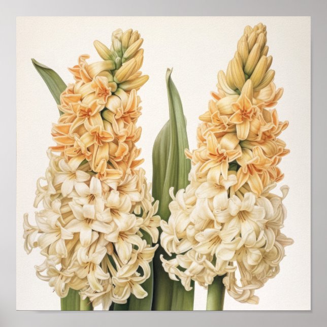 Cream Hyacinth Flower Art Poster (Frente)