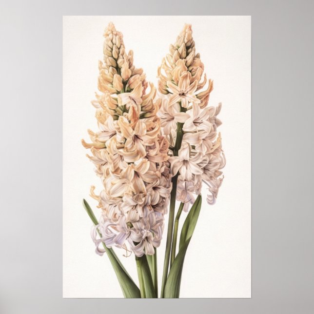 Cream Hyacinth Flower Art Poster (Frente)