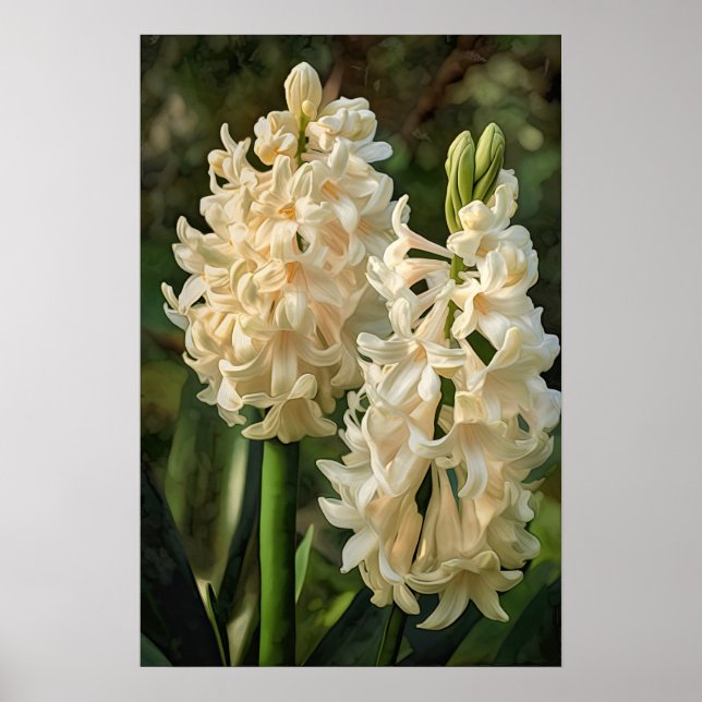 Cream Hyacinth Flower Art Poster (Frente)