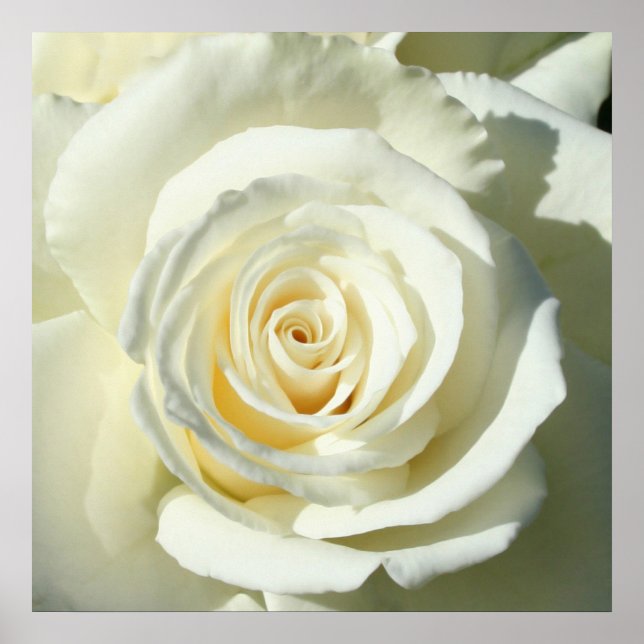 Cream White Rose - Poster (Frente)