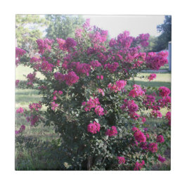 Crepe Myrtle