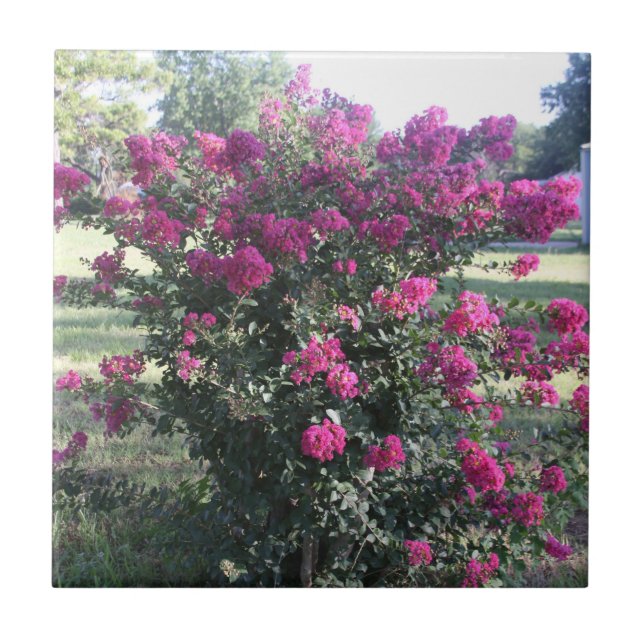 Crepe Myrtle (Frente)