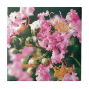 Crepe Myrtle Rosa