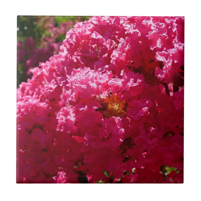 Crepe Myrtle Tree Magenta Floral (Frente)
