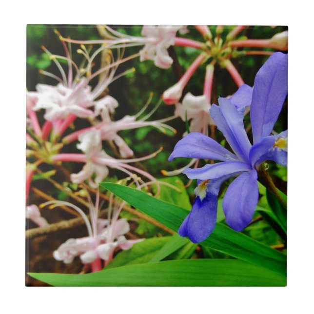 Crested Dwarf Iris (Frente)