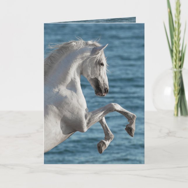 Criação de Cavalos do Mar - Cartão de Saudação de  (Frente)