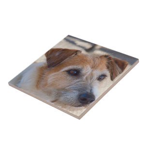 Criar seu próprio azulejo quadrado - cão bonito