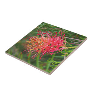 Criar seu próprio azulejo quadrado - Grevillea