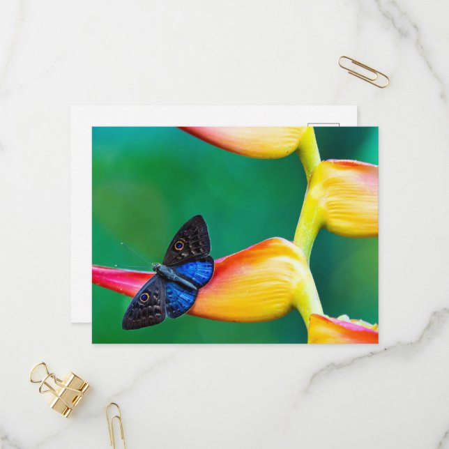 Crie seu próprio modelo personalizado de foto (Frente/Verso In Situ)