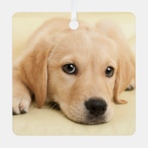 Crie Sua Própria Foto Personalizada de Animal de E