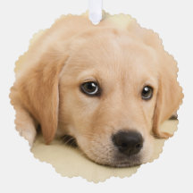 Crie Sua Própria Foto Personalizada de Animal de E