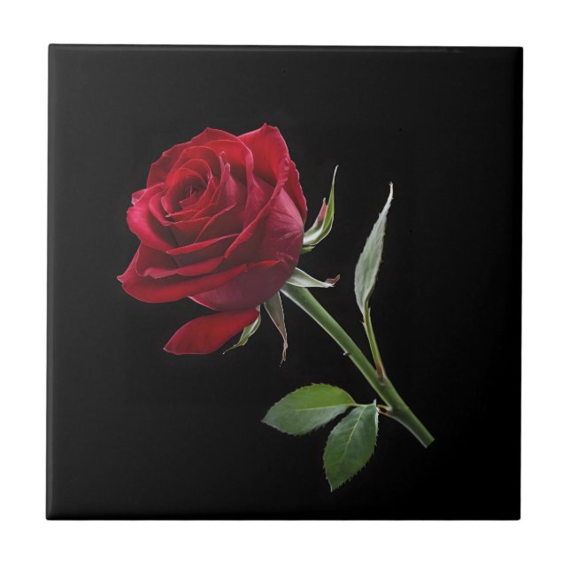 Crimson on Ebony: A Rosa vermelha Solteiro, (Frente)