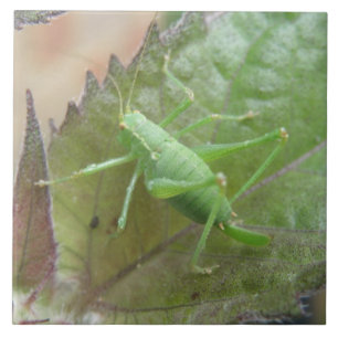 Críquete Verde num Azulejo Folha