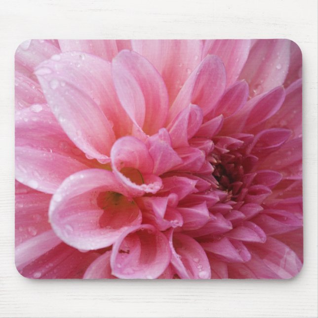 Crisântemo cor-de-rosa Mousepad (Frente)