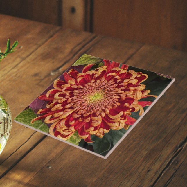 Crisântemo Floral Vermelho e Amarelo (In Situ)