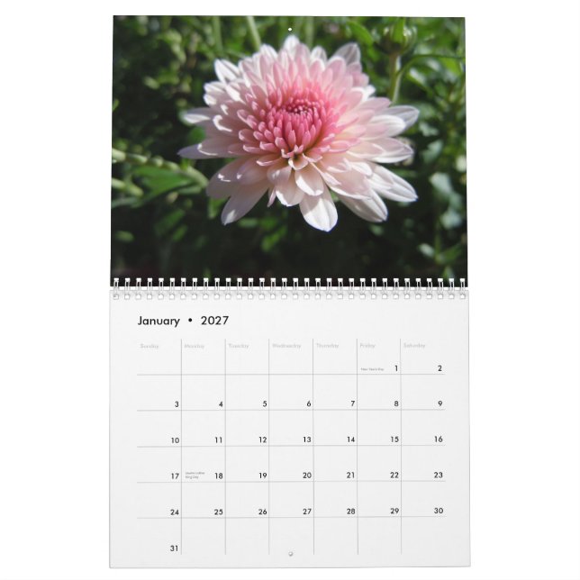 Crisântemos cor-de-rosa, um calendário 2012 (Jan 2027)