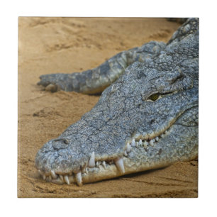 Crocodilo