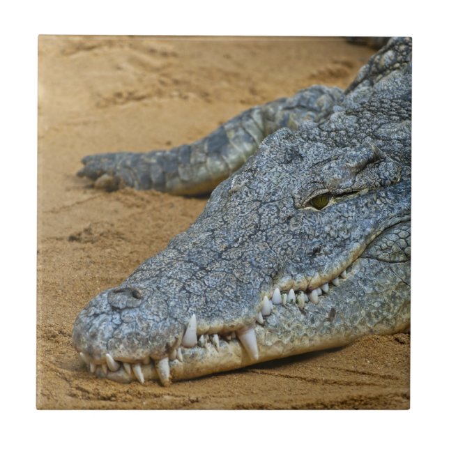 Crocodilo (Frente)