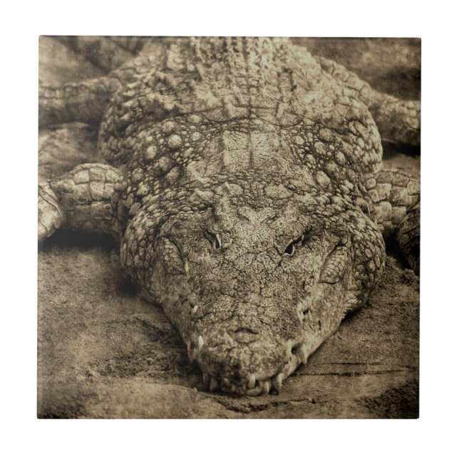 Crocodilo (Frente)