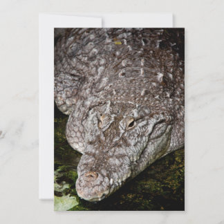 Crocodilo