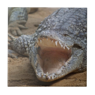 Crocodilo