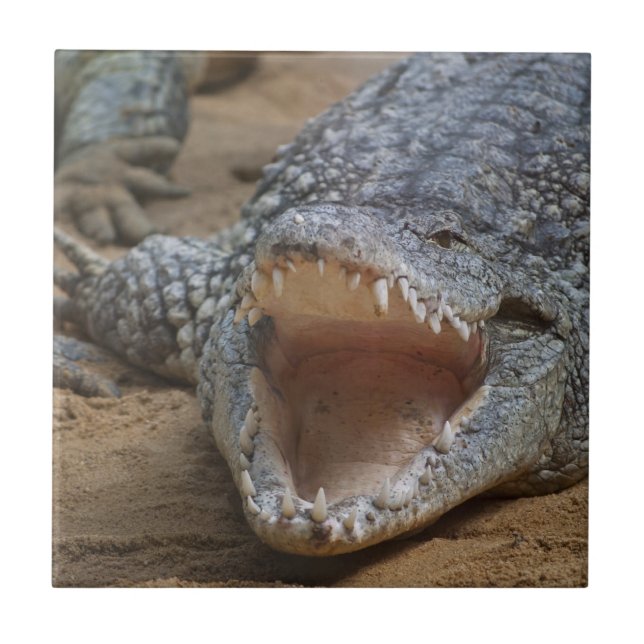 Crocodilo (Frente)