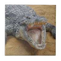 Crocodilo com Tubagens Abertas Amplas Fechamento