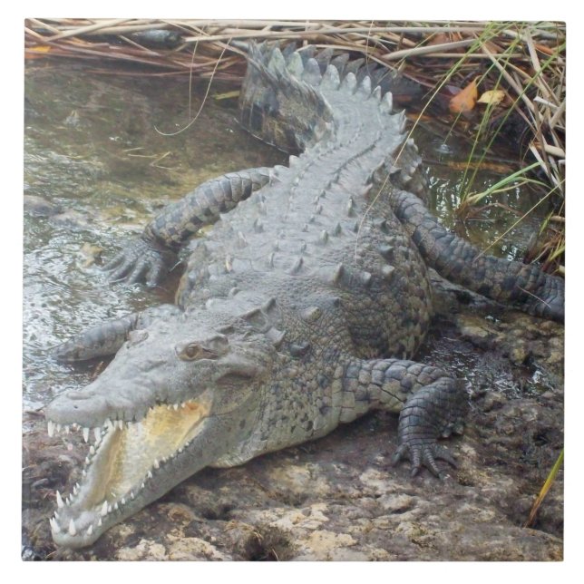 Crocodilo de Água Salgada jamaicano (Frente)