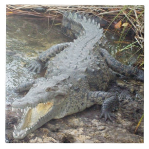 Crocodilo jamaicano da água salgada