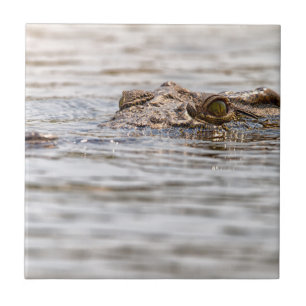 Crocodilo Nilo