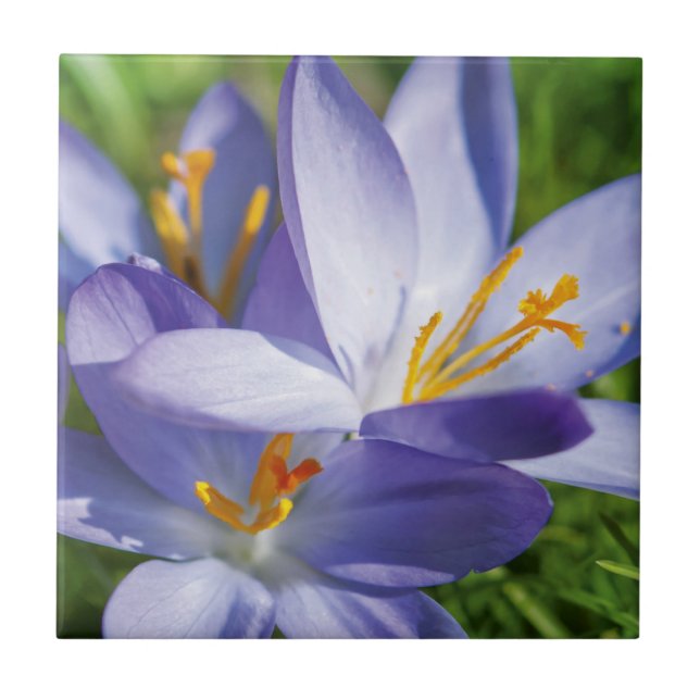 Crocus (Frente)