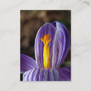 Crocus Blossom - Cartão de visita