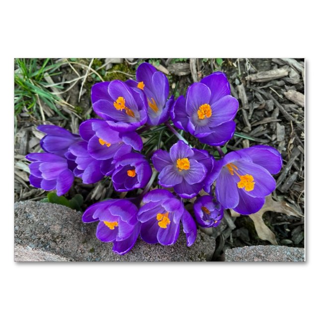 Crocus floral Flores cartões de leitura personaliz (Frente)