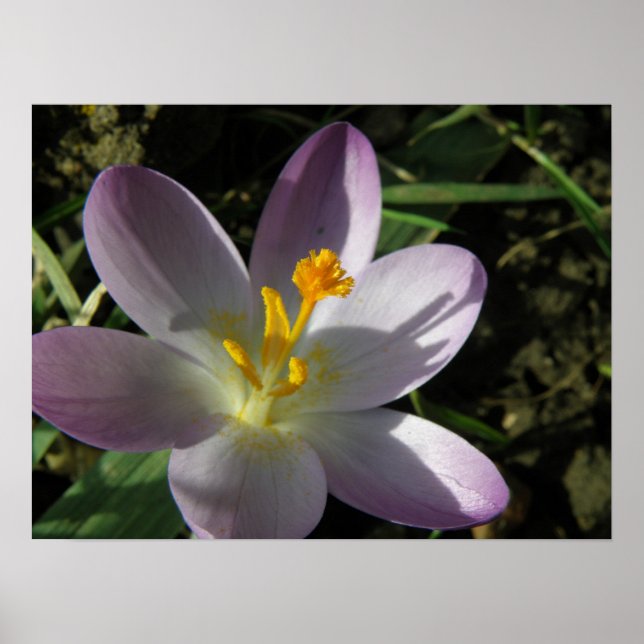 Crocus Impressão (Frente)