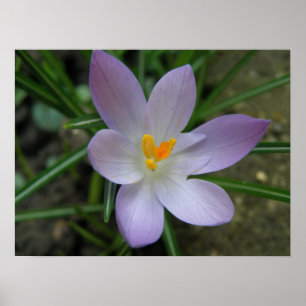 Crocus Macro Impressão