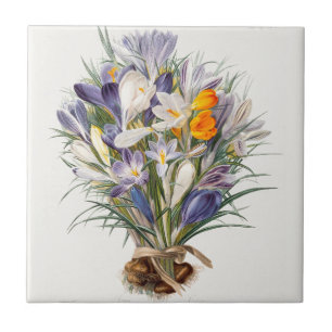 Crocus Primavera Fllower Arte Botânica