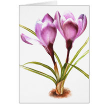"Crocus Roxo" cartão em branco de arte fina para t