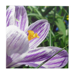 Crócus Violeta da Primavera