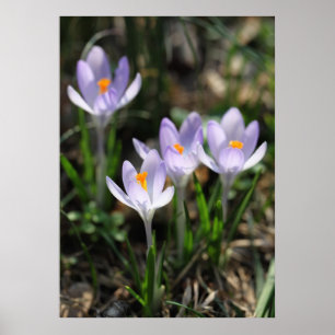 Crocuses poster