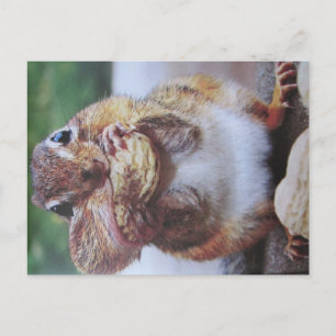 Croissant de tira cartão postal