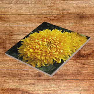 Crolisântemo Amarelo Grande