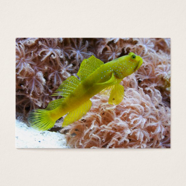 Cryptocentrus cinctus (Frente)