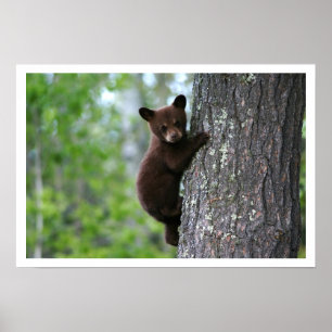 Cubo de Urso Negro Bonito Subindo um Poster de Árv