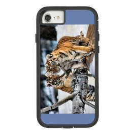 Cubos De Tigre Em Jogo