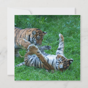 Cubos de Tigre Energetico
