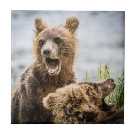 Cubos Grizzly Procurando Sua Mãe