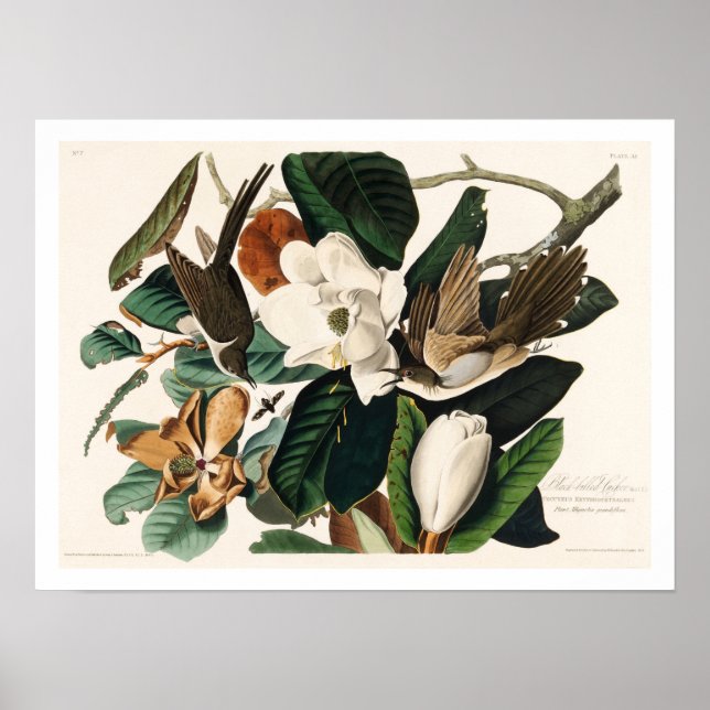 Cuco de bico preto por Poster de Audubon (Frente)