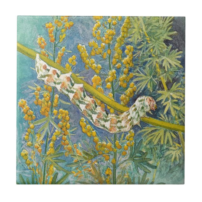 Cucullia Absinthii Wormwood Caterln (Frente)