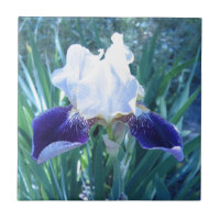 Cultivar Mary Todd da íris farpada